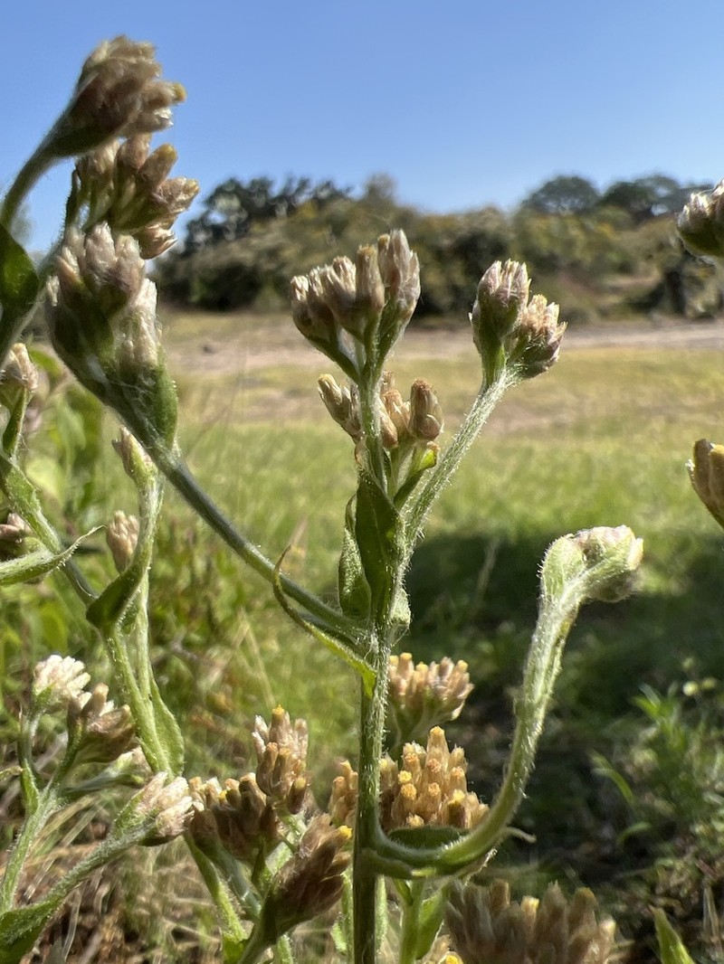 Pseudognaphalium oxyphyllum photo 3