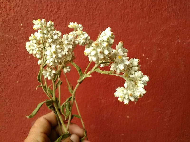 Pseudognaphalium oxyphyllum photo 4