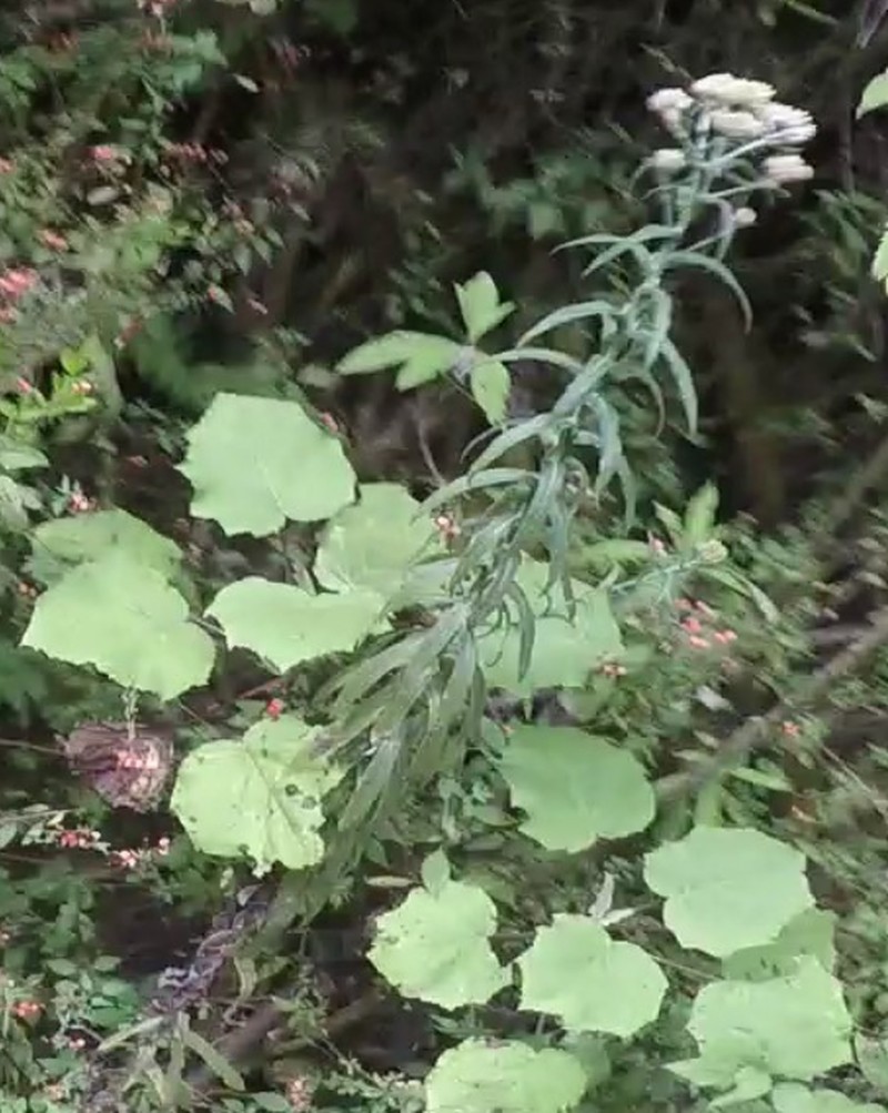 Pseudognaphalium oxyphyllum photo 5
