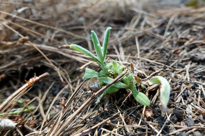 Pseudognaphalium oxyphyllum photo 6
