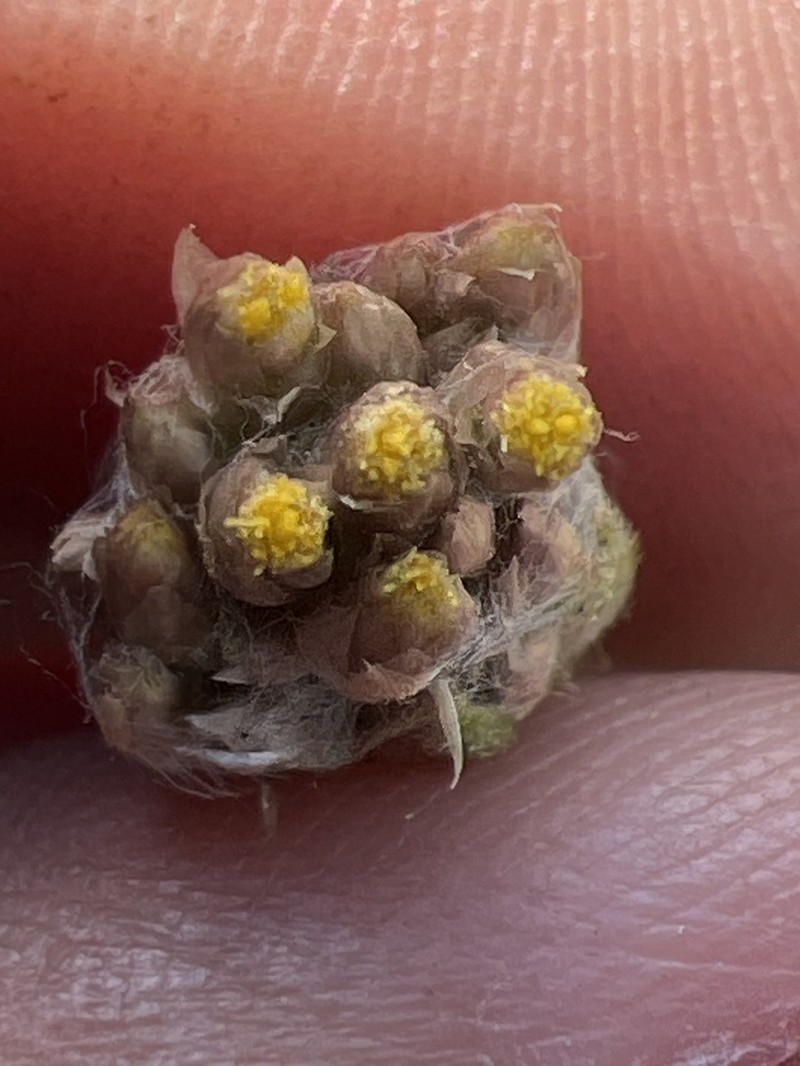 Pseudognaphalium oxyphyllum photo 7