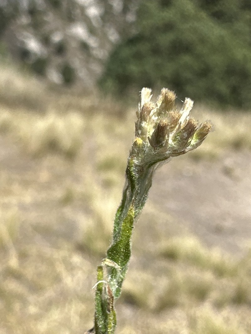 Pseudognaphalium oxyphyllum photo 8