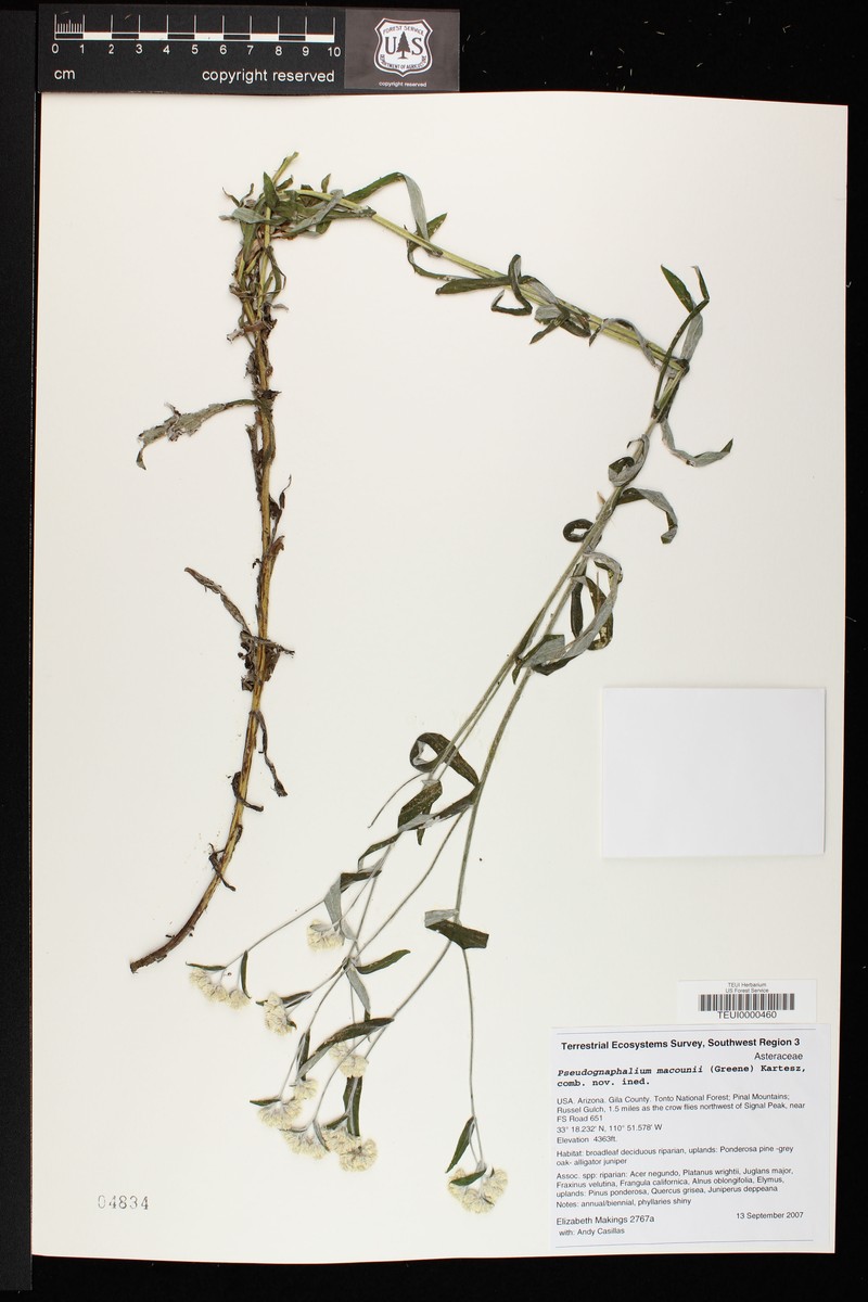 Pringle's Cudweed