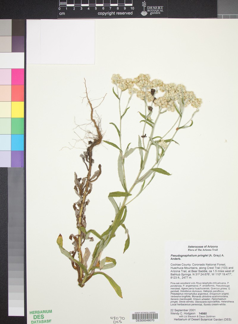 Pringle's Cudweed photo 2