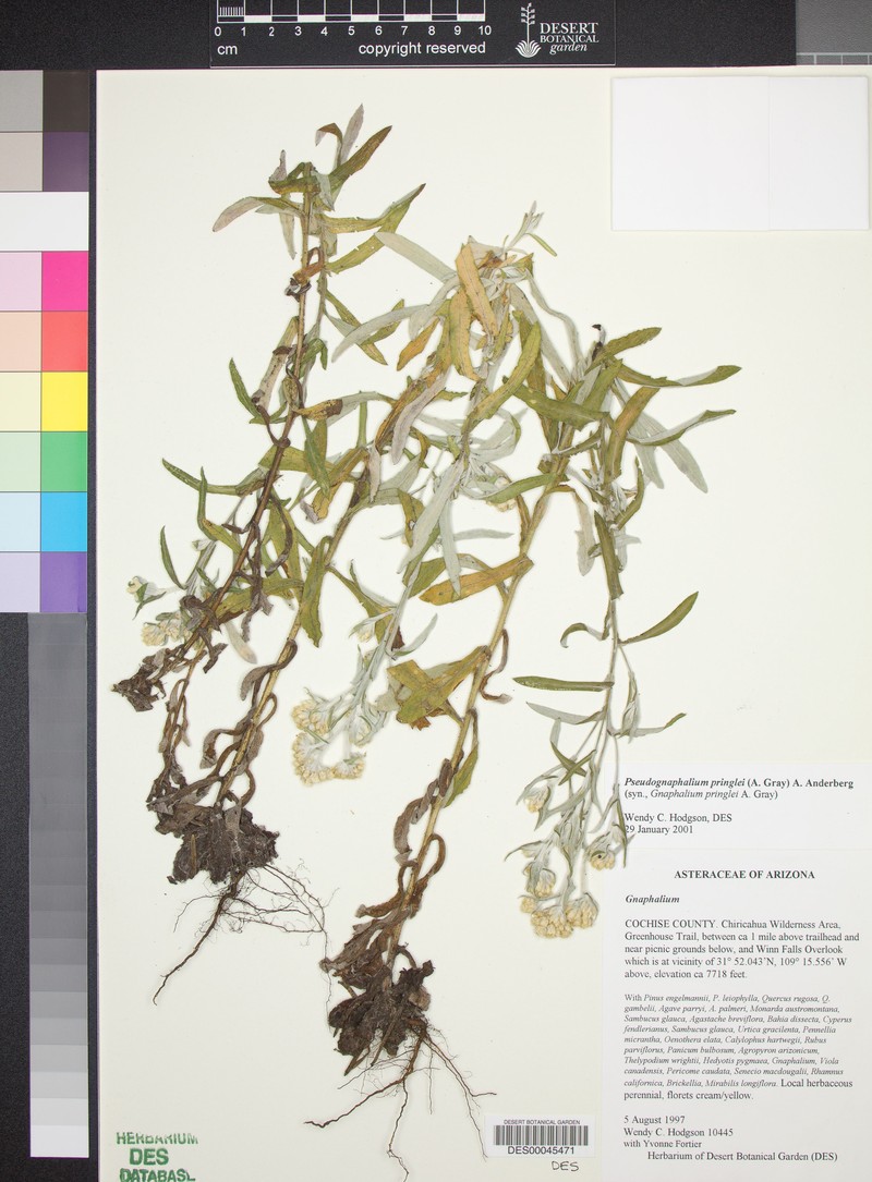 Pringle's Cudweed photo 3