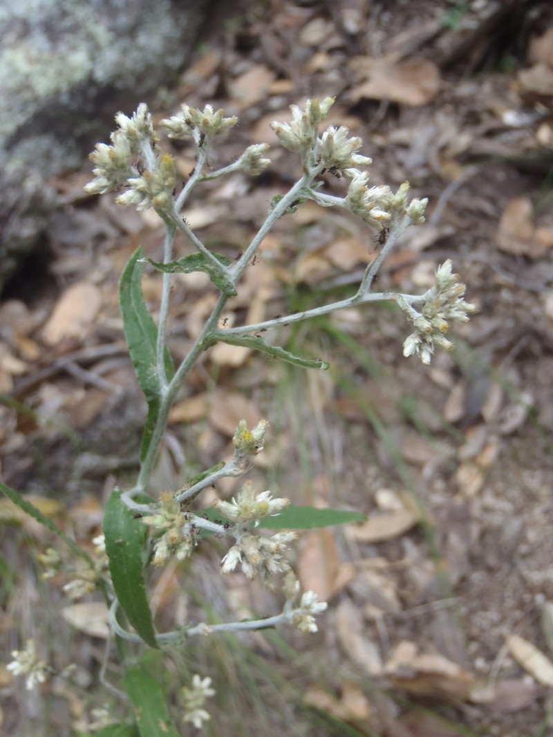 Pseudognaphalium priscum