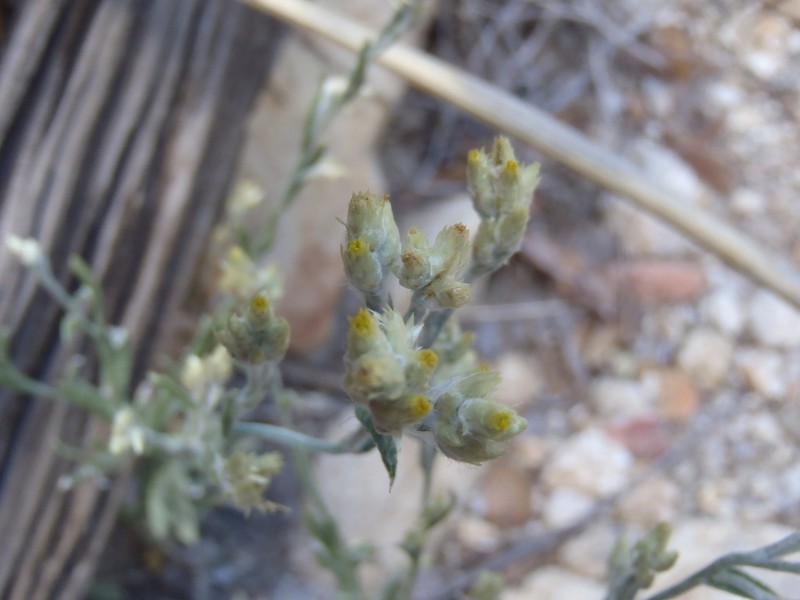 Pseudognaphalium priscum photo 2