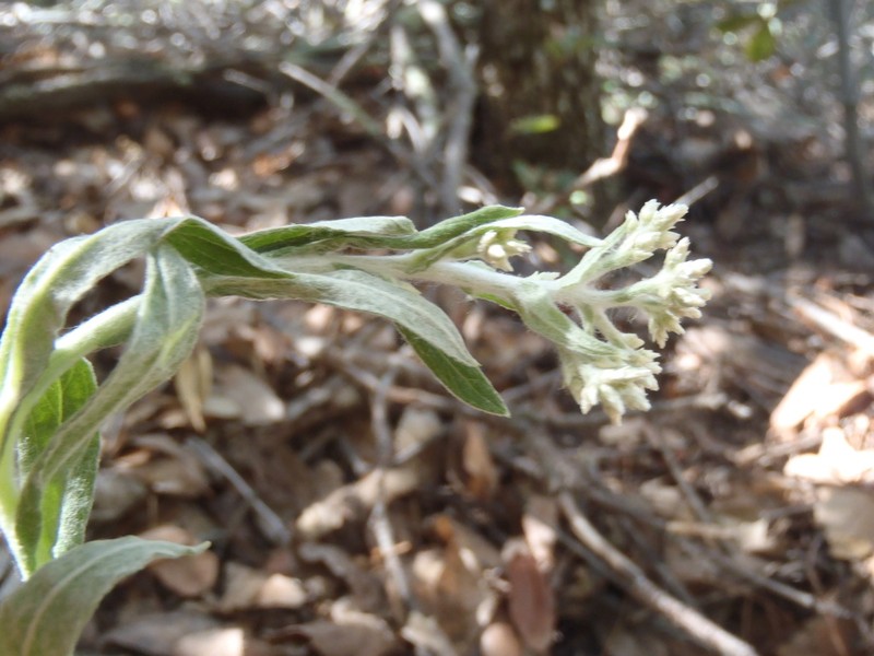 Pseudognaphalium priscum photo 3