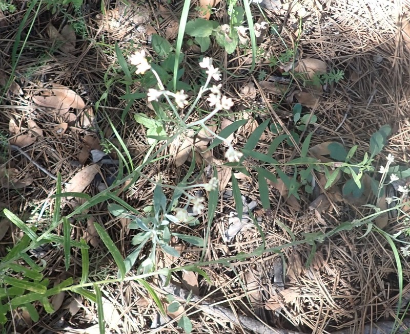 Pseudognaphalium priscum photo 4