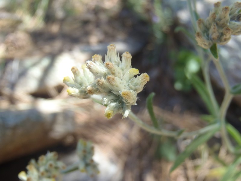 Pseudognaphalium priscum photo 5