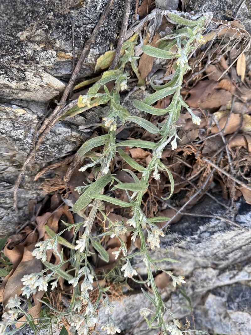 Pseudognaphalium priscum photo 7