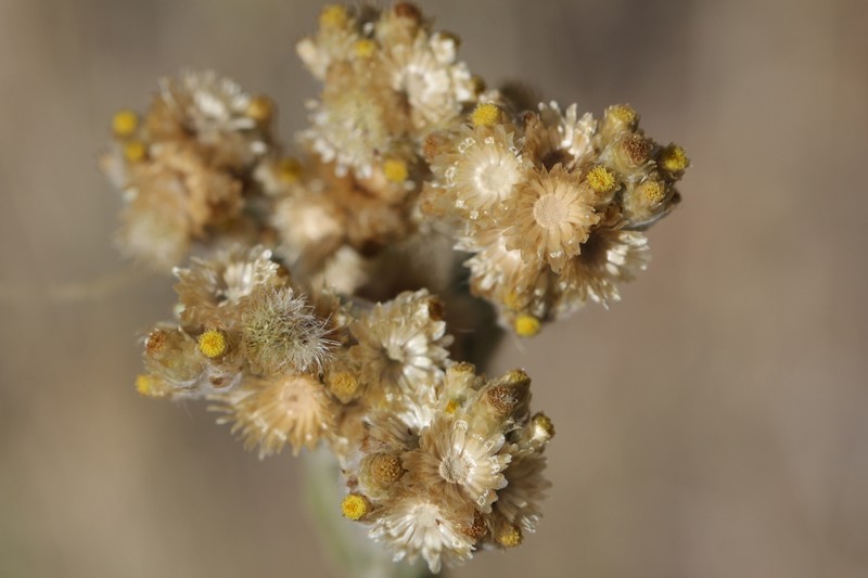 Pseudognaphalium psilophyllum