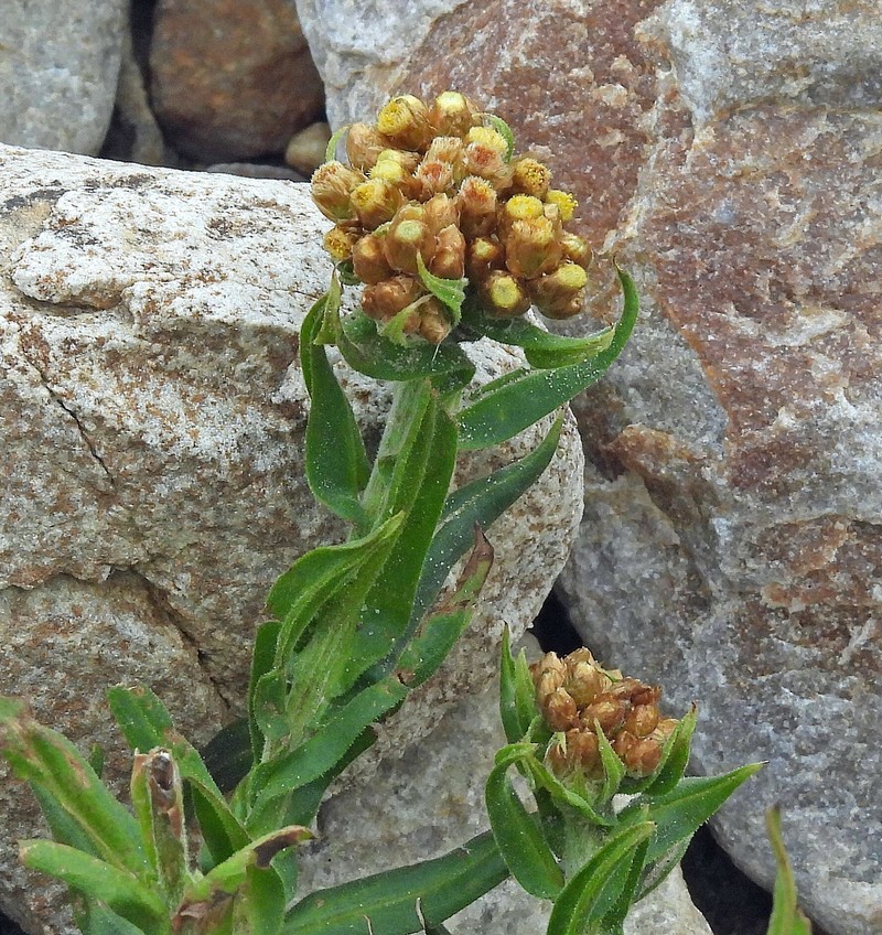 Pseudognaphalium psilophyllum photo 2