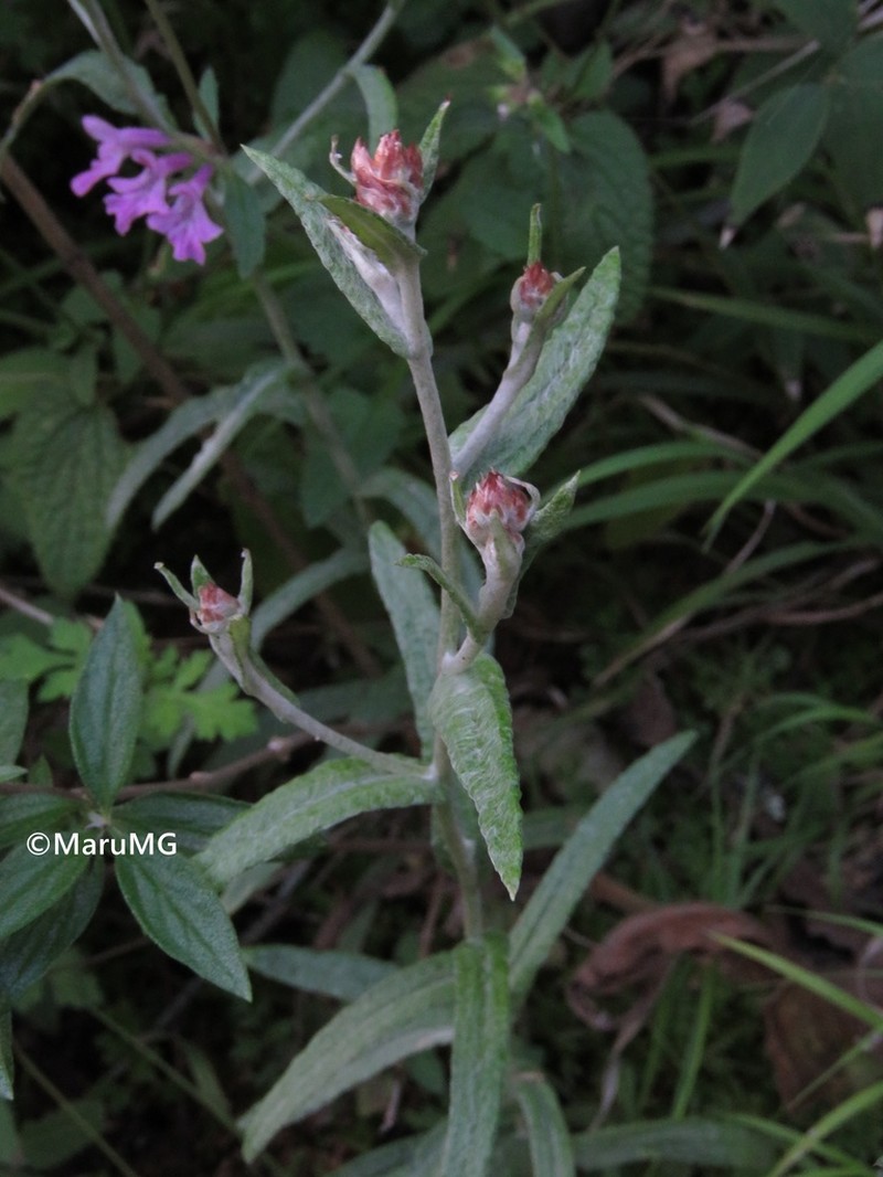Pseudognaphalium purpurascens