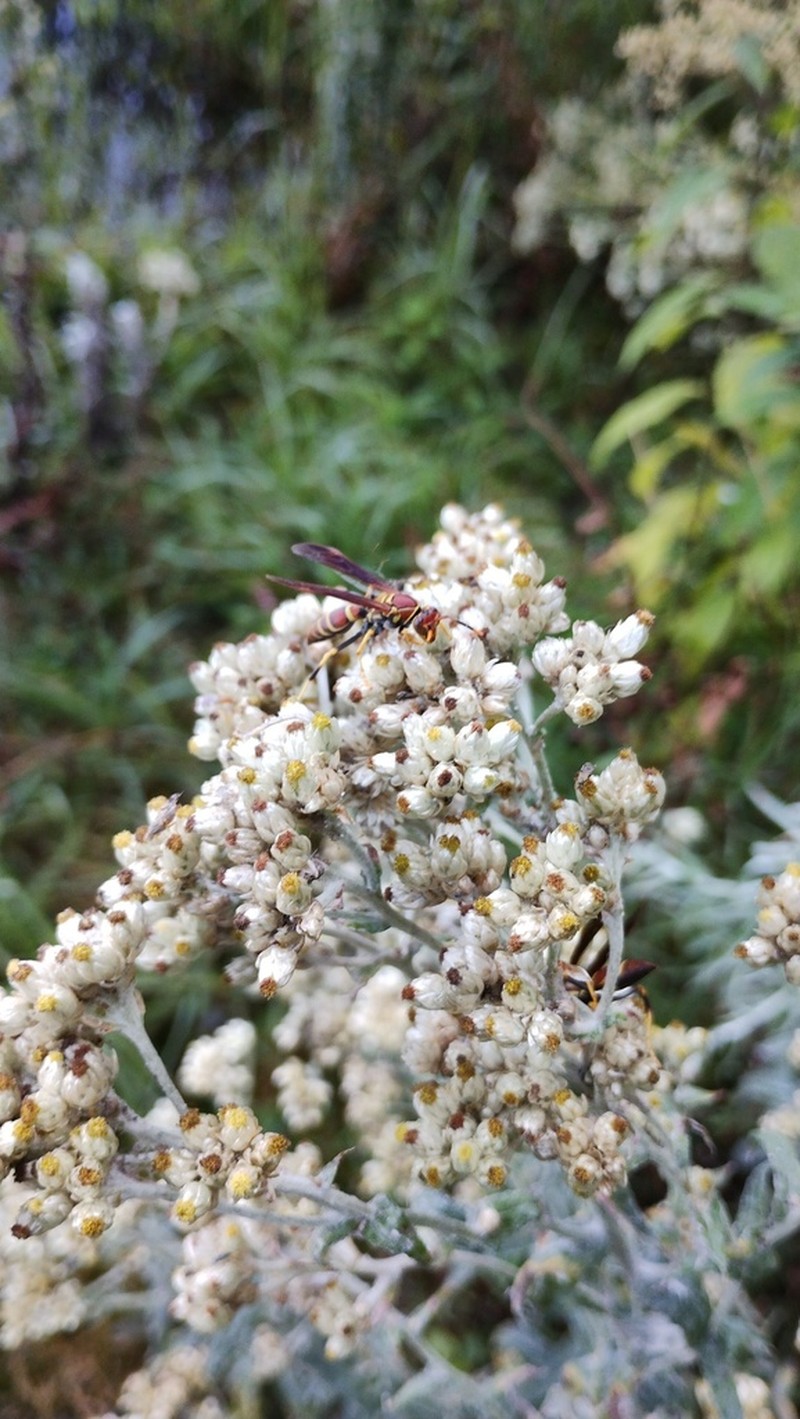 Pseudognaphalium purpurascens photo 2