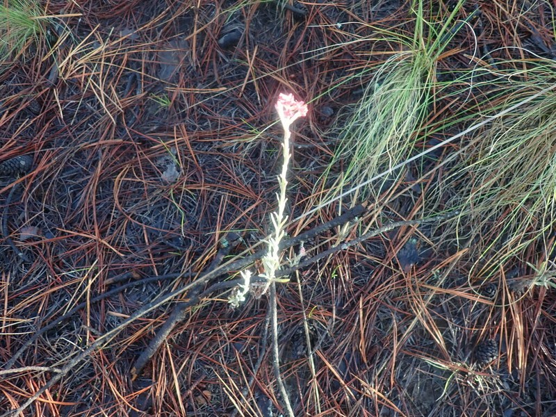 Pseudognaphalium purpurascens photo 3