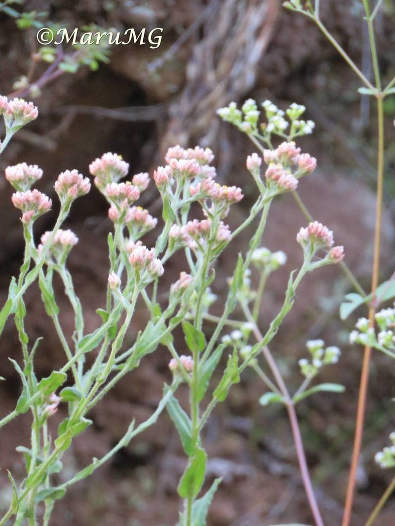 Pseudognaphalium purpurascens photo 4