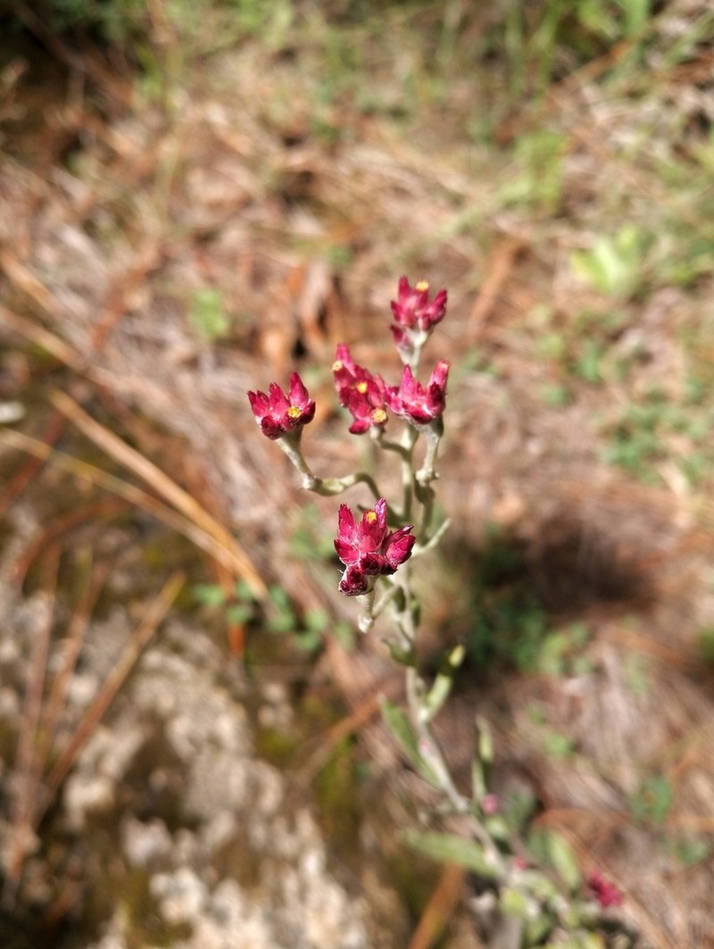 Pseudognaphalium purpurascens photo 5