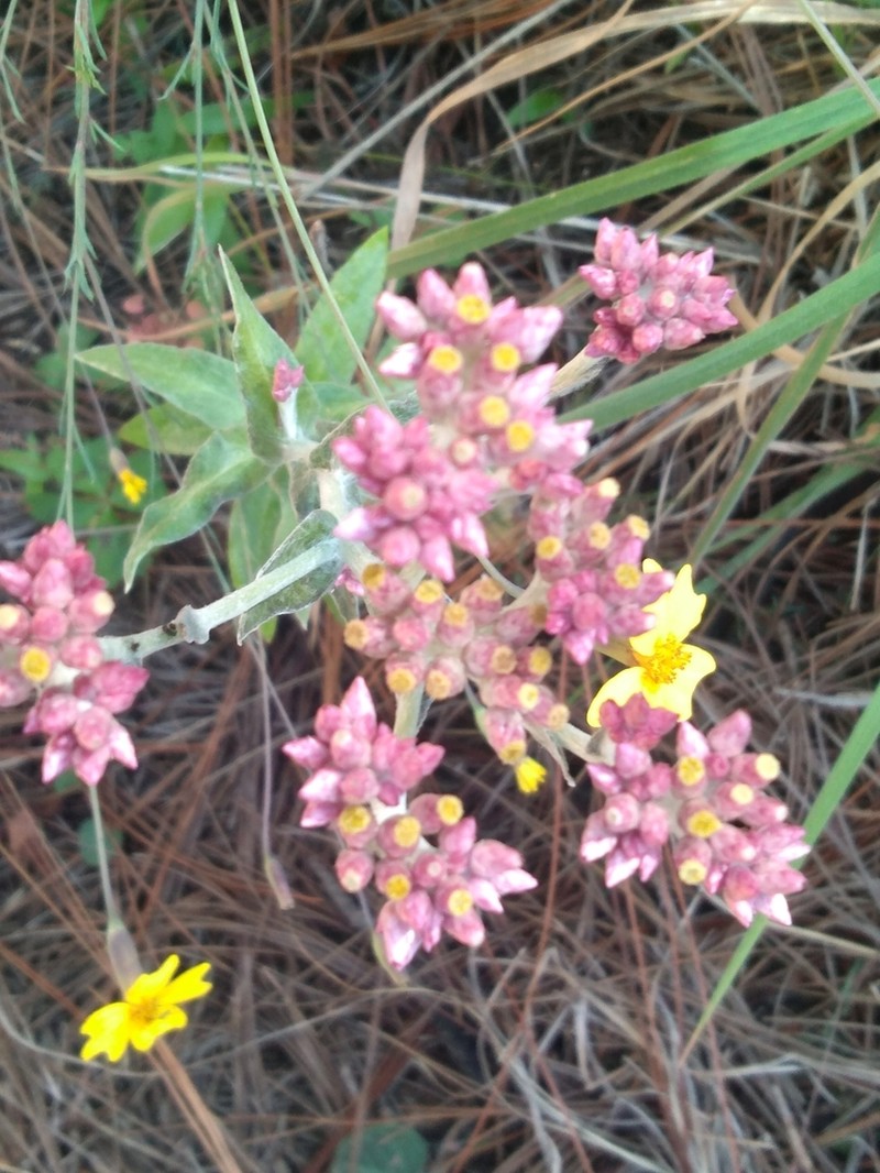 Pseudognaphalium purpurascens photo 6