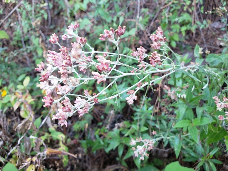 Pseudognaphalium purpurascens photo 7