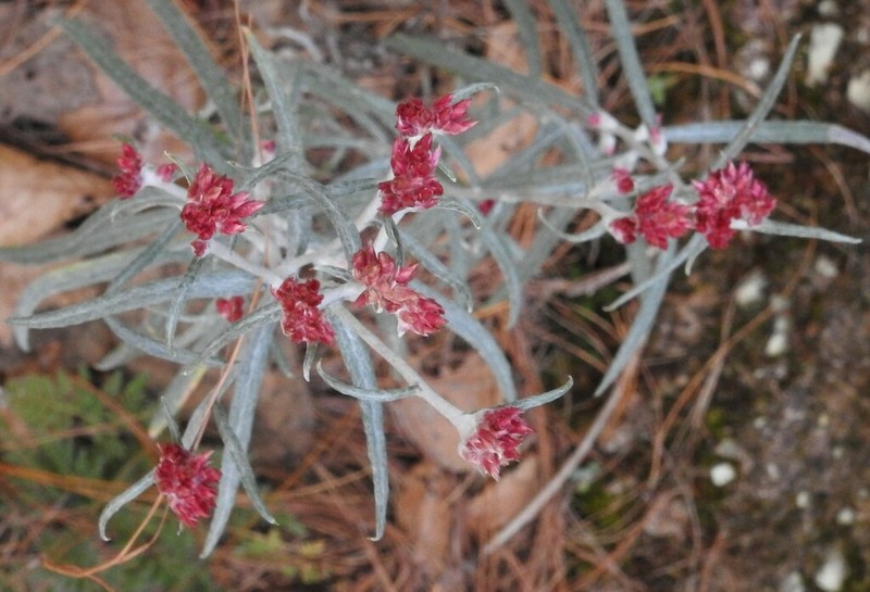 Pseudognaphalium purpurascens photo 8