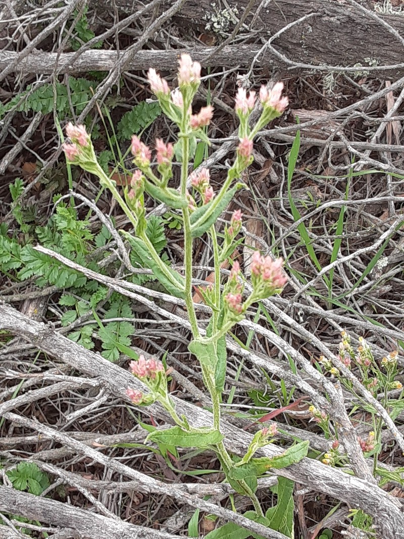 Pink Cudweed