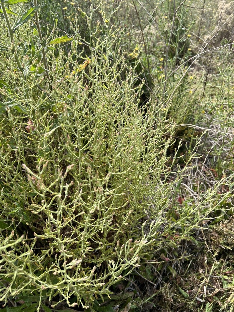 Pink Cudweed