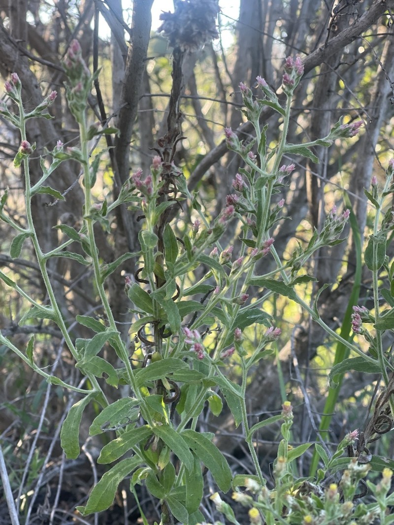 Pink Cudweed photo 2