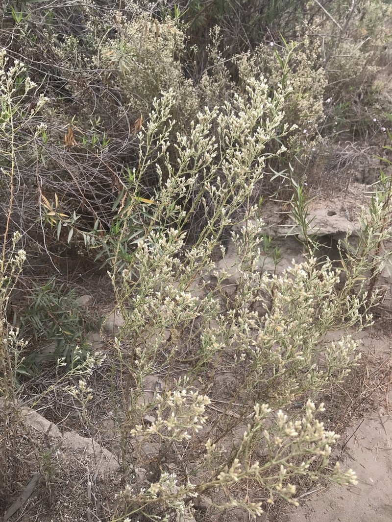 Pink Cudweed photo 3