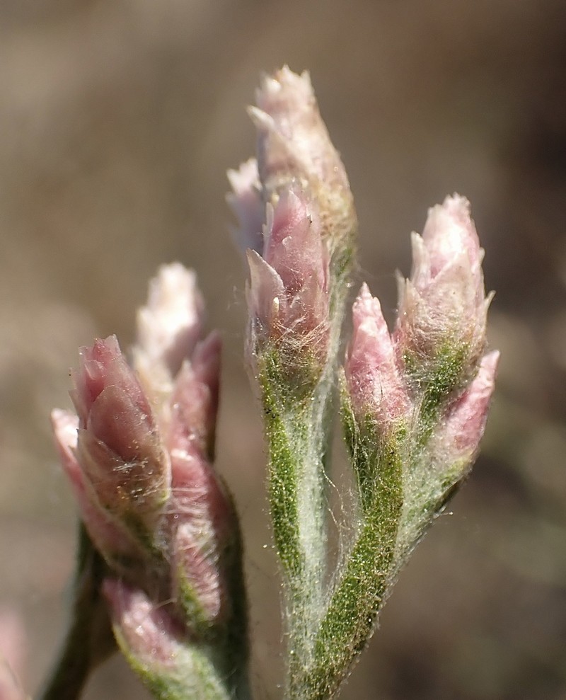 Pink Cudweed photo 4