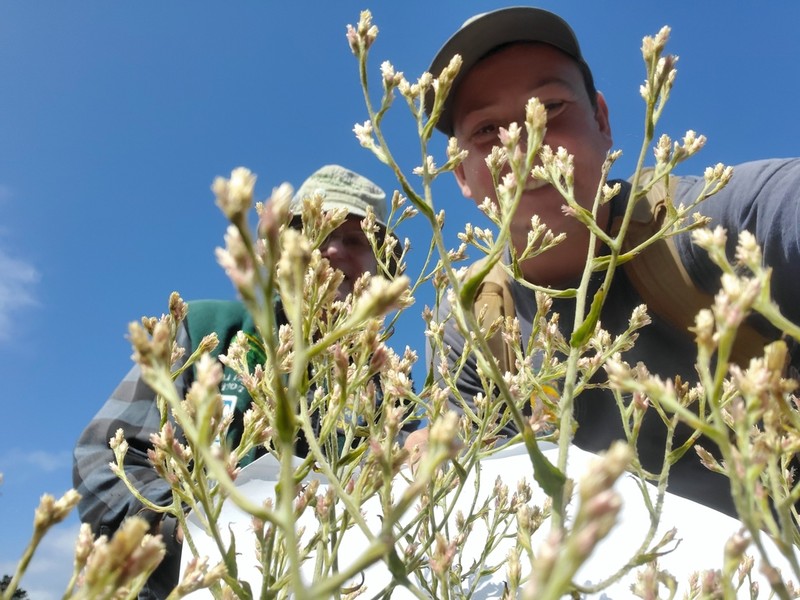 Pink Cudweed photo 5