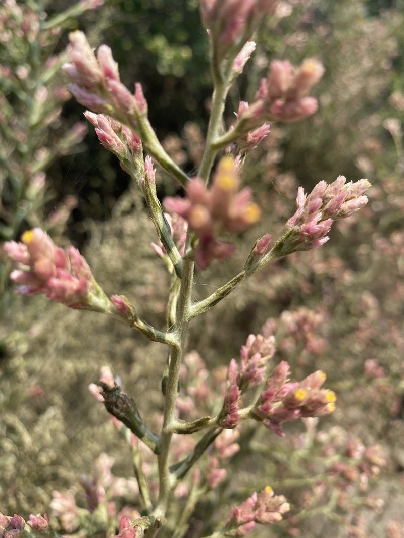 Pink Cudweed photo 6