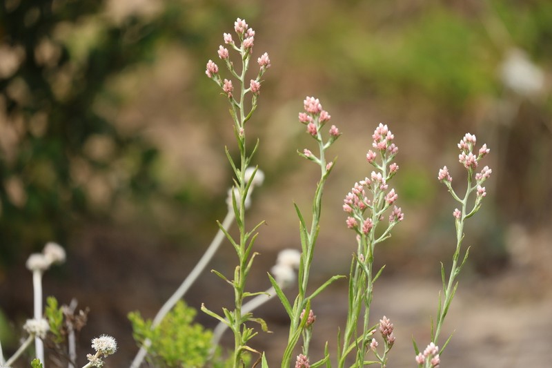 Pink Cudweed photo 7