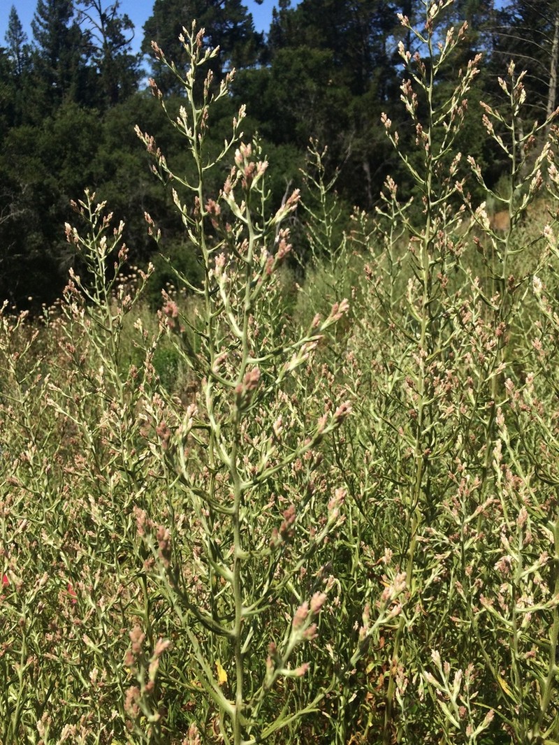 Pink Cudweed photo 8