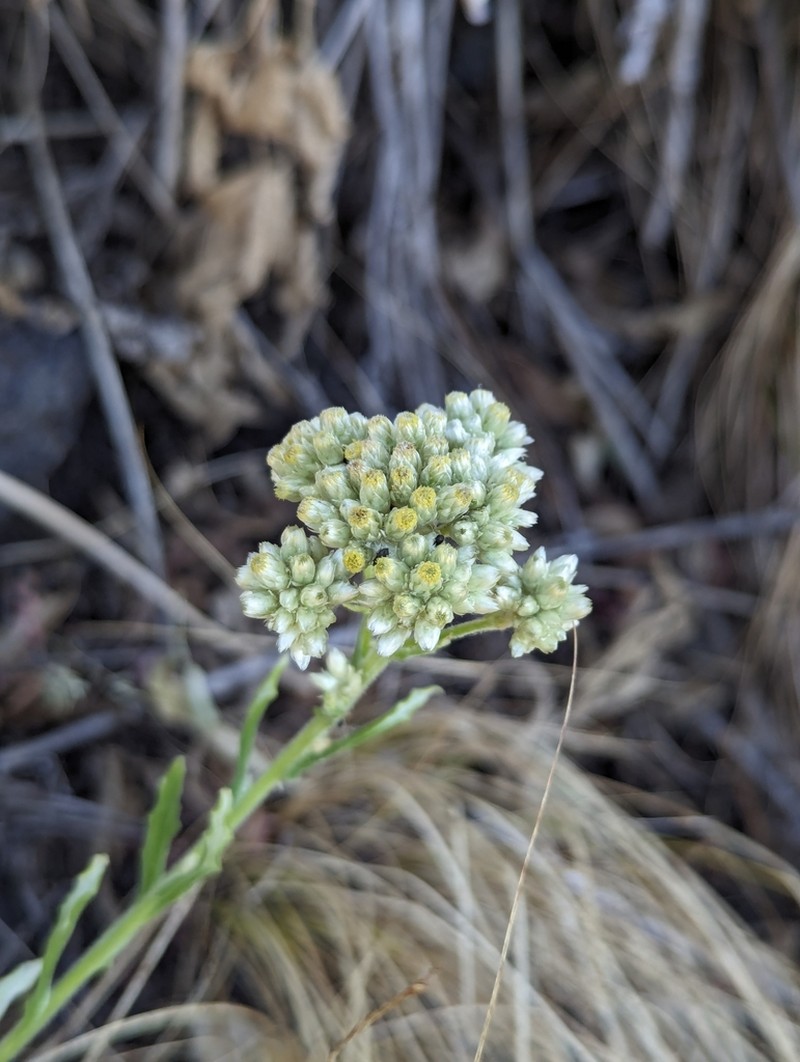 Pseudognaphalium rebmanii