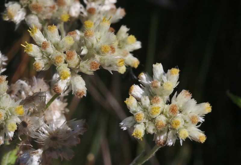 Pseudognaphalium rebmanii photo 2