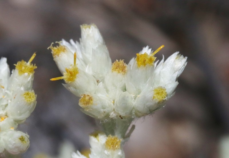 Pseudognaphalium rebmanii photo 3