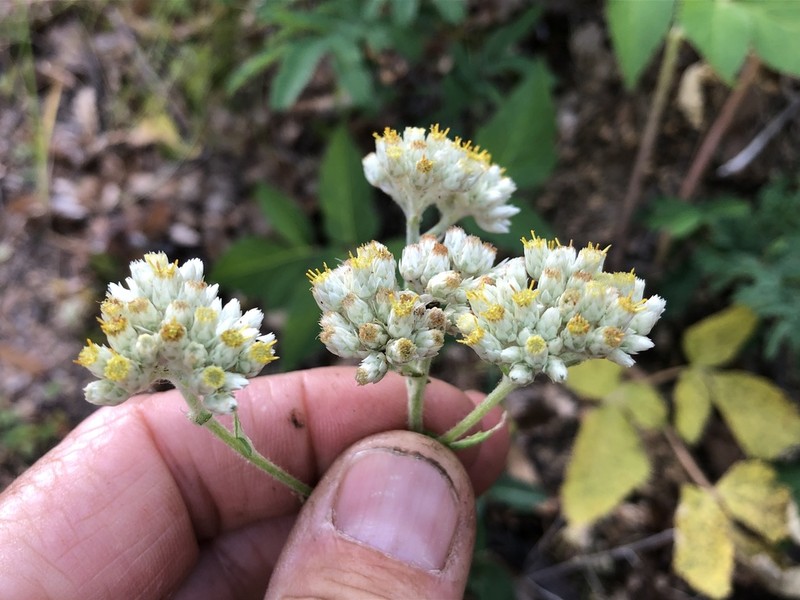 Pseudognaphalium rebmanii photo 5