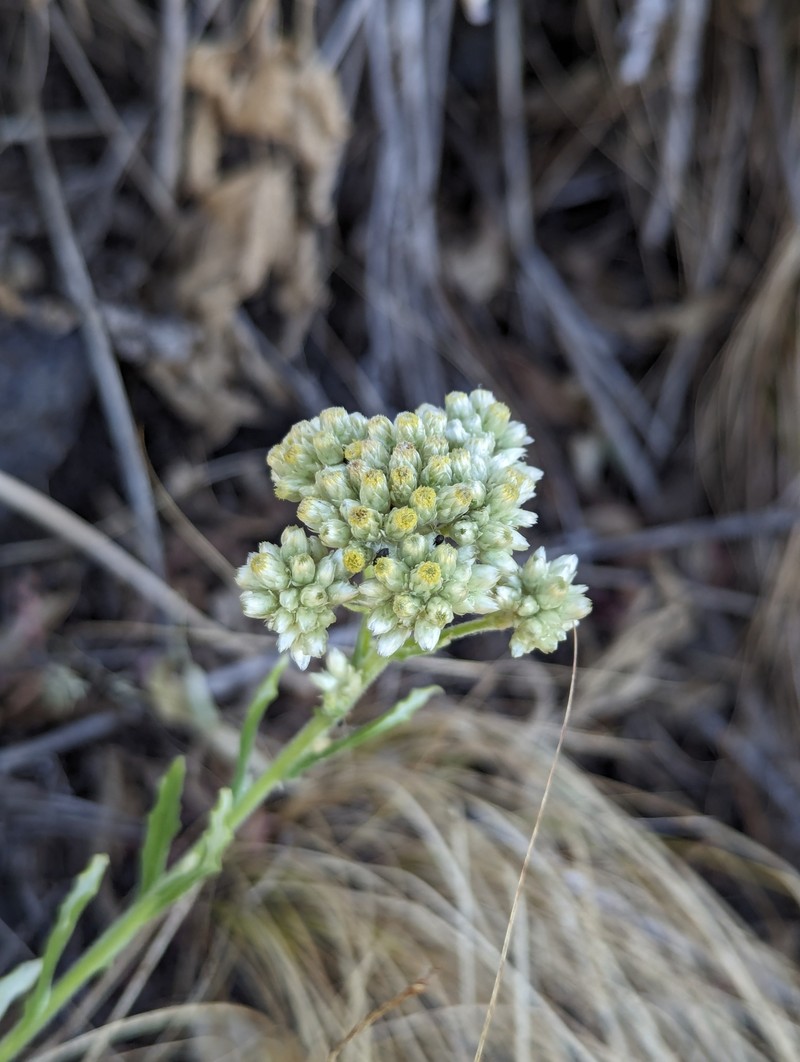 Pseudognaphalium rebmanii photo 6
