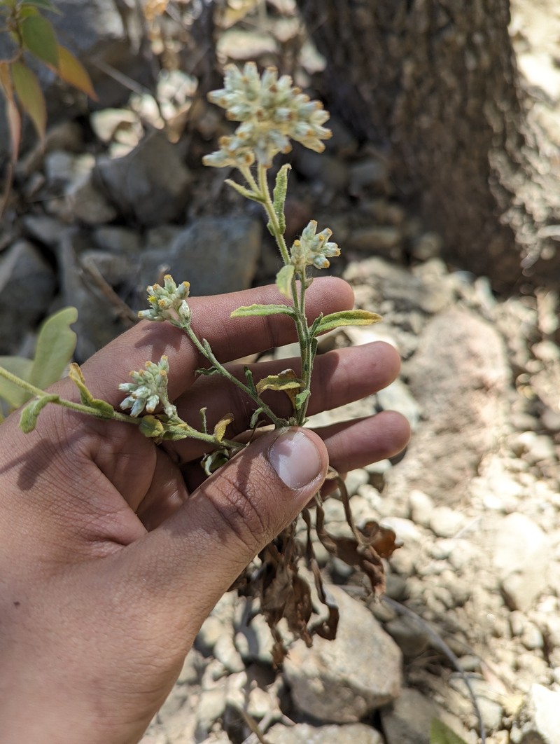 Pseudognaphalium rebmanii photo 7