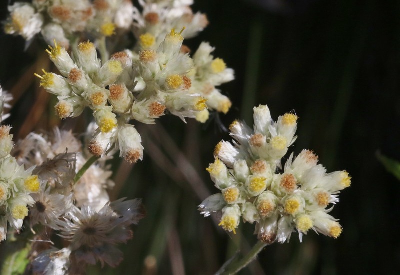 Pseudognaphalium rebmanii photo 8