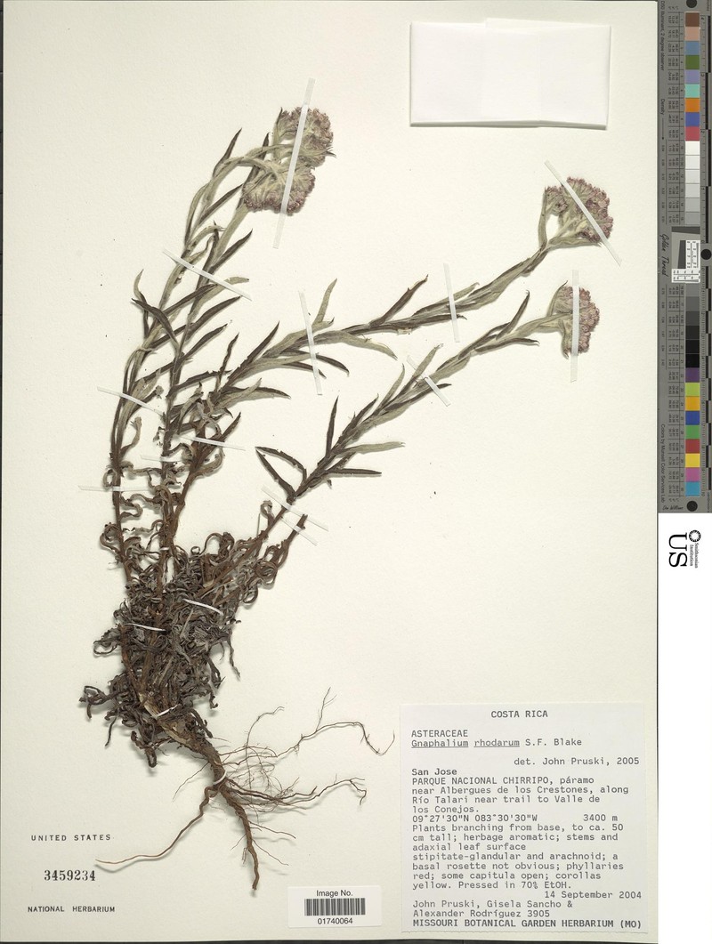 Pseudognaphalium rhodarum photo 2