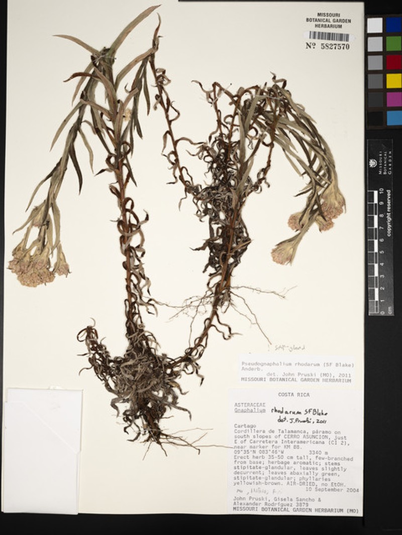 Pseudognaphalium rhodarum photo 3