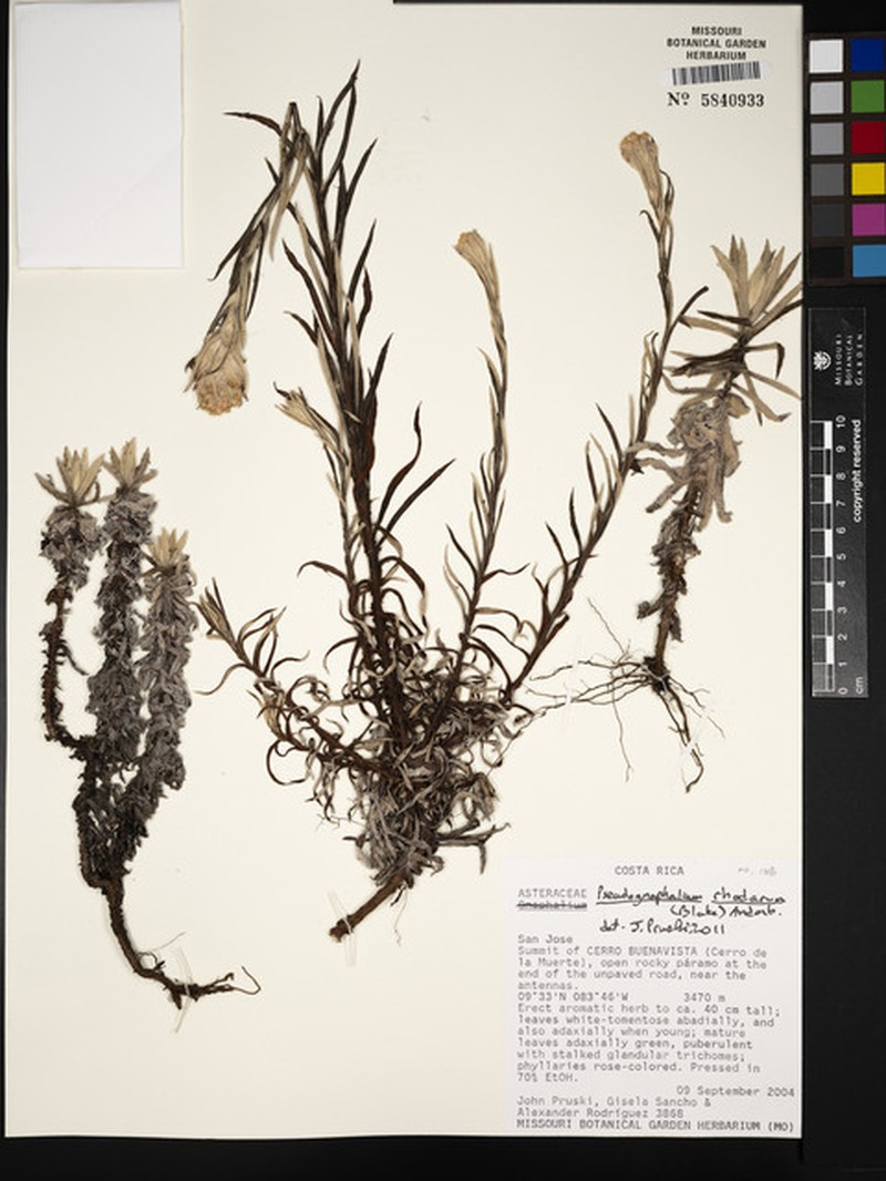 Pseudognaphalium rhodarum photo 4