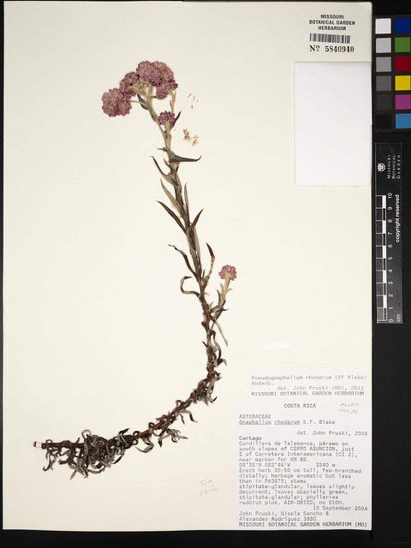 Pseudognaphalium rhodarum photo 5