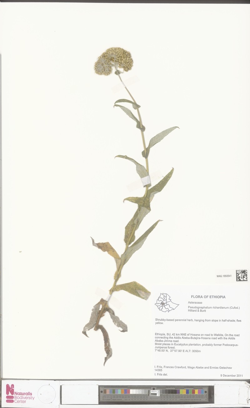 Pseudognaphalium richardianum