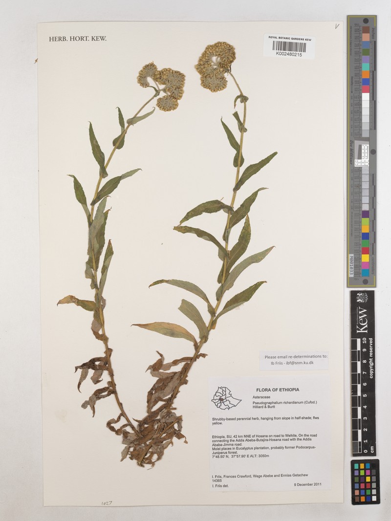 Pseudognaphalium richardianum photo 2