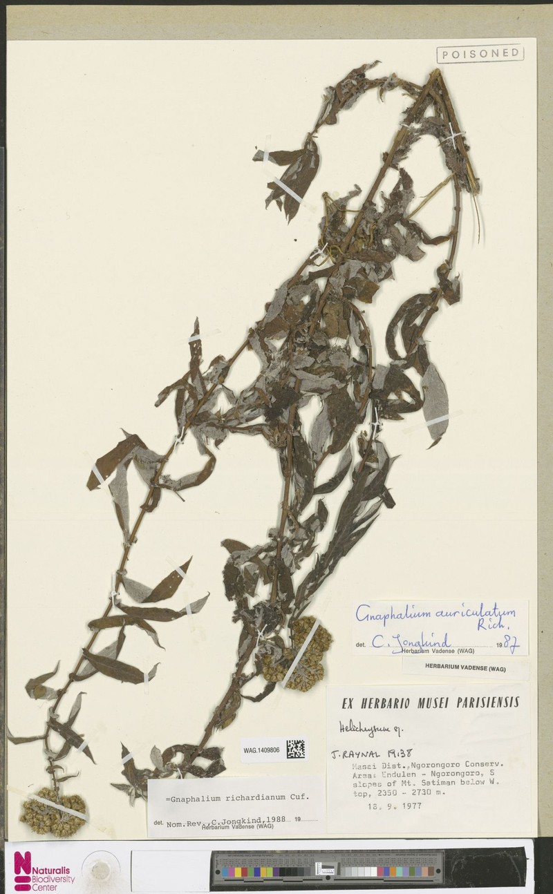 Pseudognaphalium richardianum photo 3