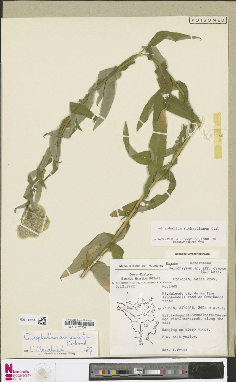 Pseudognaphalium richardianum photo 4