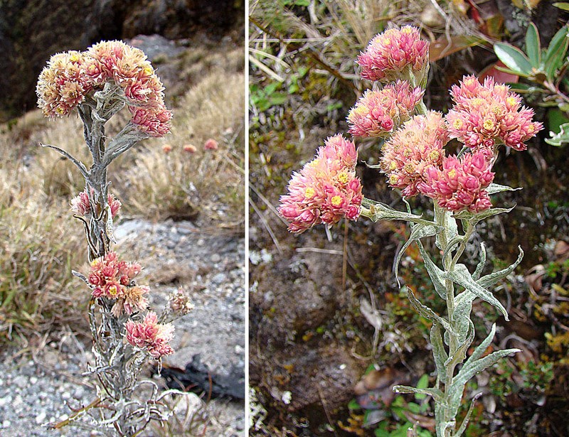 Rosy Cudweed